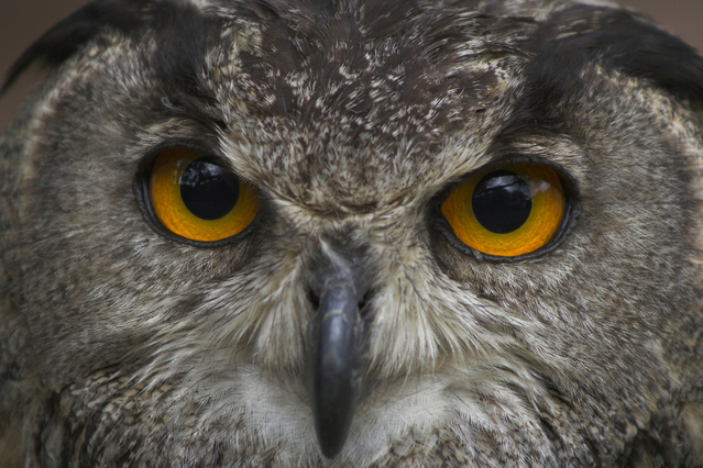 owl eyes