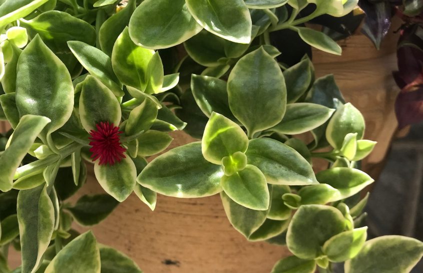 Hearing God’s Voice in the Good Things